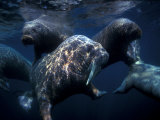Atlantic Walruses Swimming with Juvenile in Middle Photographie par Paul Nicklen