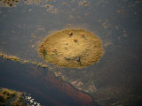 Crocodile with Five Lechwe Resting on an Island Photographie par Bobby Haas
