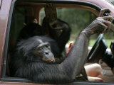 Bonobo Inside a Truck at a Language Research Center Photographic Print by Randy Olson