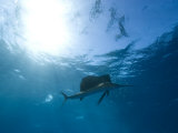 Sailfish Can Be Up to Six Feet Long and Weigh Fifty Pounds Photographie par Paul Nicklen