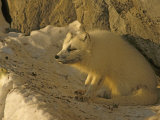 Arctic Fox (Alopex Lagopus) Hunts Kittiwake Gulls Below a Rookery Photographie par Gordon Wiltsie