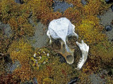 Seal Skull at Cape Fiume on Champ Island Photographie par Gordon Wiltsie