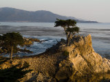 Cypress Tree Along the 17-Mile Drive Outside of Carmel in Monterey County Photographic Print by Richard Nowitz