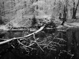 Trees Blanketed with Snow Along a Potomac River Canal Photographie par Keenpress 