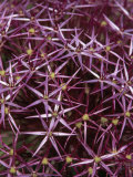 Close View of a Cluster of Wild Asters Photographie par Ed George