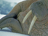 Walrus (Odobenus Rosmarus) on an Ice Floe in Bellsund Fjord Photographie par Gordon Wiltsie
