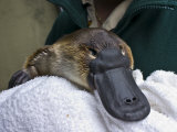 Zookeeper Cradles a Platypus as Part of a Captive Breeding Program Photographie par Jason Edwards