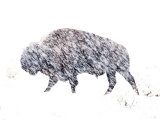 Buffalo Bracing Against the Snow Near Grand Teton National Park Photographic Print by Jodi Cobb