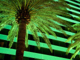Green Hued Palm Tree on the Las Vegas Strip Is Lit Up at Night Photographic Print by Pete Ryan