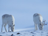 Highly Endangered Peary Caribou, Rangifer Tarandus Pearyi, Eating Photographie par Paul Nicklen