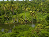 Palm Trees and Vegetation Along the Acalpican River Photographic Print by Medford Taylor