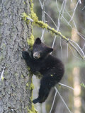 American Black Bear (Ursus Americanus), First Year Cub in a Tree Photographie par Rich Reid