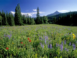Meadow of Wildflowers Below Lone Mountain Photographie par Gordon Wiltsie
