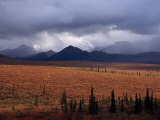 Colorful Tundra under a Brooding Sky in Denali National Park Photographie par Ed George