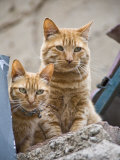 Cerro Alegre, Valparaiso, Chile. Street Scenes, Two Cats Ontop of Fence Photographic Print by Richard Nowitz