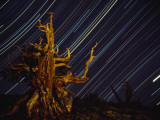 Time Exposure of Night Sky and Bristlecone Pine Tree Photographie par Paul Chesley