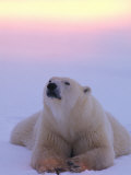 Polar Bear Lying in the Snow Photographic Print by Nick Norman