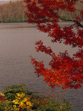 Red Maple Tree and Rhododendrons on the Shore of Price Lake Photographic Print by Raymond Gehman