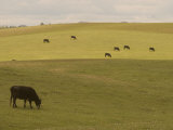 Cattle Grazing on the Hills Near Killdeer, North Dakota Photographie par Phil Schermeister