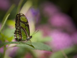 Papillon vert Photographie par Greg Dale
