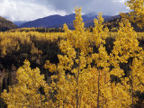 Aspen Trees in Autumn Hues Glow Golden in Denali National Park Photographic Print by Ed George
