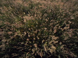 Looking Down into Lush Grasses Topped with Fluffy Seed Tassels Lámina fotográfica por Norbert Rosing