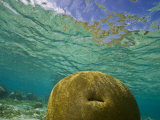 Underwater View of Coral in Belize Photographic Print by Michael Melford