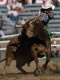 Rodeo Competitor in a Steer Riding Event Fotografisk tryk af Chris Johns Rodeo Competitor in a Steer Riding Event Fotografisk tryk af Chris Johns