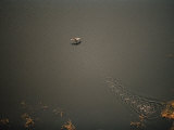 Flamingo Taking Wing in the Okavango Delta Photographie par Bobby Haas