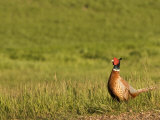 Pheasant Standing in the Grass Near Killdeer, North Dakota Photographic Print by Phil Schermeister