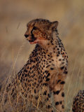 Cheetah (Acinonyx Jubatus) in Nambia's Etosha Park Fotografisk trykk av Des & Jen Bartlett