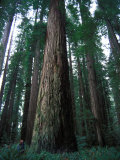 Forest of Sierra Redwood Trees Photographic Print by Nick Norman