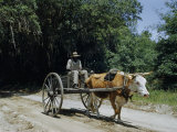 Crabber Driving a Two-Wheeled Cart Hauls His Catch to a Cannery Photographic Print by Robert Sisson