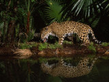 Jaguar Named Pepe Walks Near a Waterhole at the Belize Zoo Photographic Print by Steve Winter
