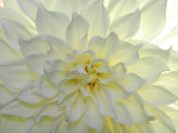 Close Up of a White Dahlia Flower Photographic Print by Raul Touzon