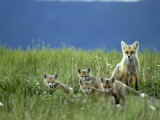 Red Fox Family, Idaho Photographic Print by Michael S. Quinton