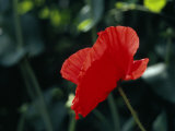 Delicate Red Poppy Flower Photographic Print by Ed George