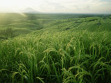 Rice Terraces and Mount Gunung in the Background, Bali Indonesia Photographie par Eightfish 