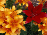Red Lily Among a Profusion of Orange Lilies Photographie par Ed George
