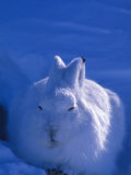 Arctic Hare Sleeps in the Snow Photographic Print by Nick Norman