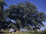 Tourists are Dwarfed by Large, Old Oak Tree Photographie par Jack Fletcher