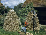 Men and Women Work Together to Stack Firewood in Cone-Shaped Piles Photographie par Willard Culver