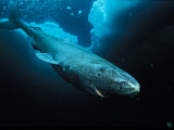 Close View of a Greenland Shark Photographie par Paul Nicklen