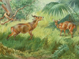 This Painting Depicts an Indian Muntjac Barking in a Forest Photographic Print by Walter Weber
