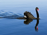 Proud and Elegant Black Swan Parades across an Inlet at Dawn Photographie par Jason Edwards