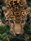 Close-up Portrait of a Jaguar's Heada Photographic Print by Steve Winter