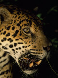 Close Up of a Jaguar's Face Photographic Print by Steve Winter