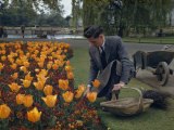 Gardener Works on a Bed of Wallflowers and Tulips Photographie par B. Anthony Stewart