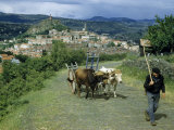 Oxen Pulling a Cart Follow a Farmer as He Walks Homeward Photographie par Walter Meayers Edwards