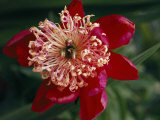 Close View of a Beautiful Magenta Flower Photographic Print by Ed George Close View of a Beautiful Magenta Flower Photographic Print by Ed George